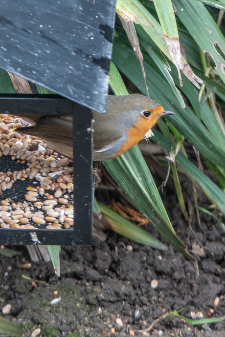 Hij heeft het gevonden ===