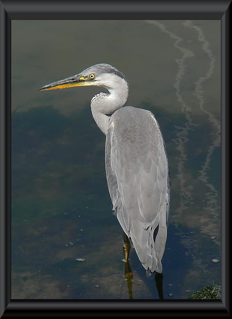 blauwe reiger