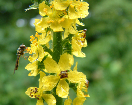 Klein insectje op gele bloem