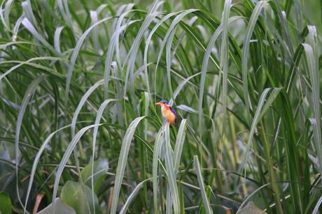 Malachiet IJsvogel.