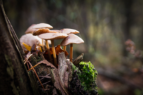 Herfstbos met kabouterperspectief