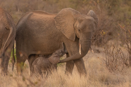 Mama olifant