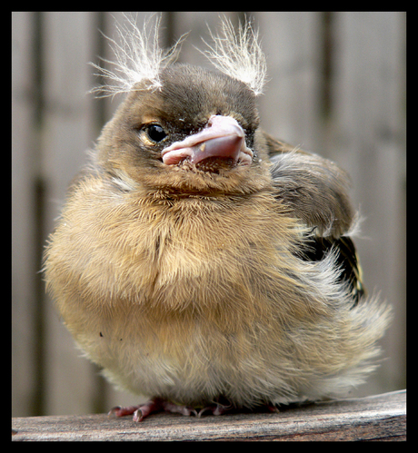 Very bad hairday