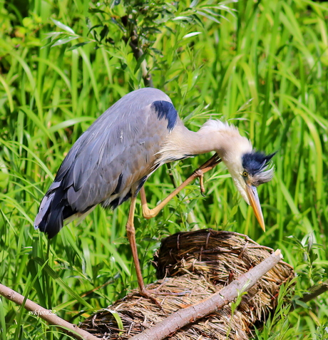 Blauwe Reiger..