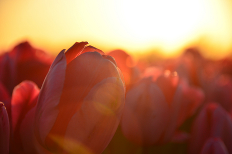 Tulips at sunset