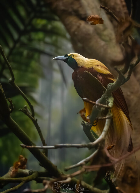 Stilte in het groen, en dan… magie.