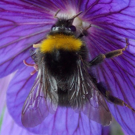 Hommel