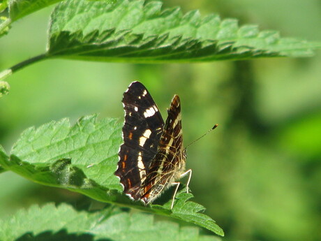 Landkaartje