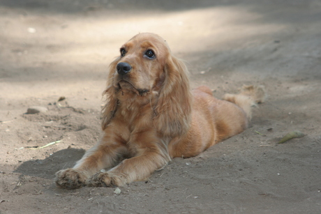 Cocker Spaniel