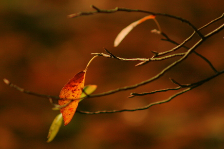 Eenzaam herfstblad