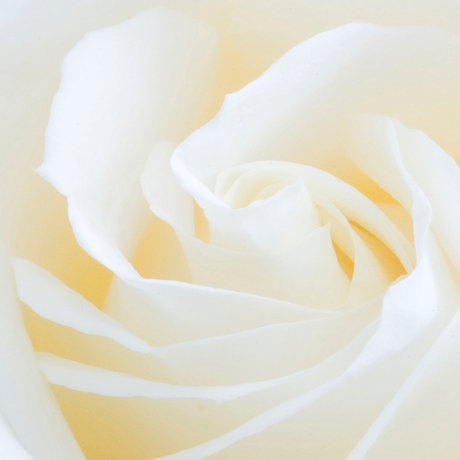 Soft Rose.jpg