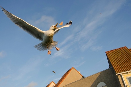 Acrobatiek in de lucht.jpg