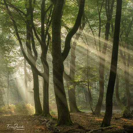 Het regende zonnestralen