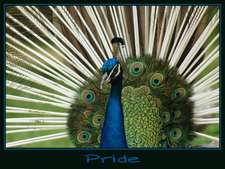 Pride