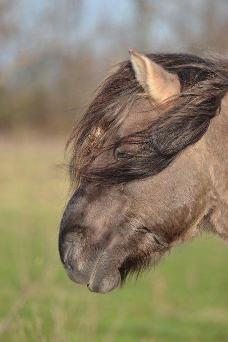 Manen in de wind