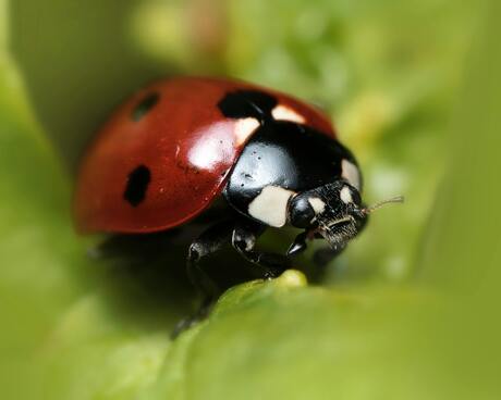 Lieveheersbeestje van bovenaf