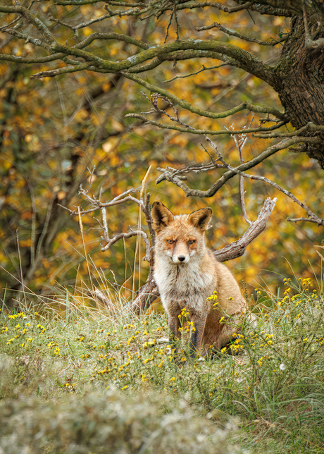 Kijkt de vos naar ons of kijken wij naar de vos?