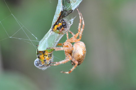 kruisspin met rups DSC_4145.jpg