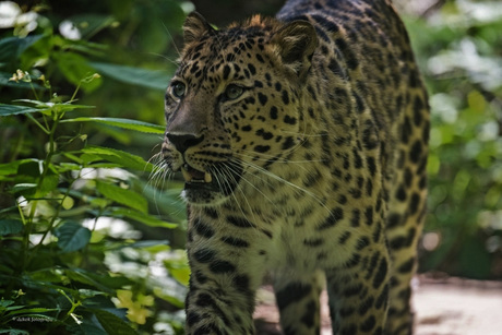 Amur Leopard .