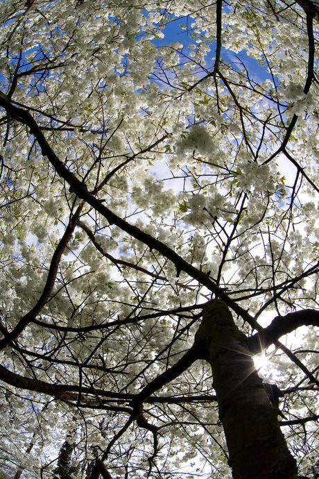 Blossom Tree