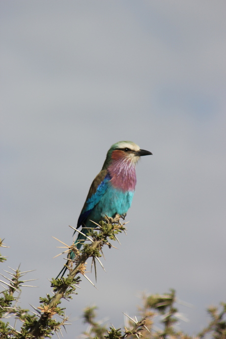 Vogel in Tanzania