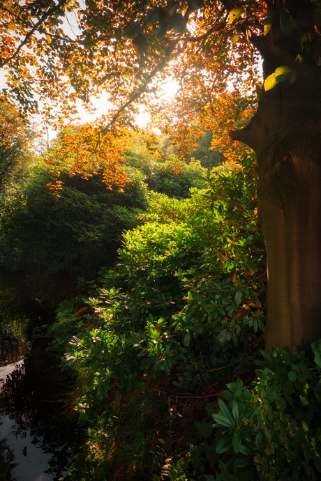 Tussen licht en blad