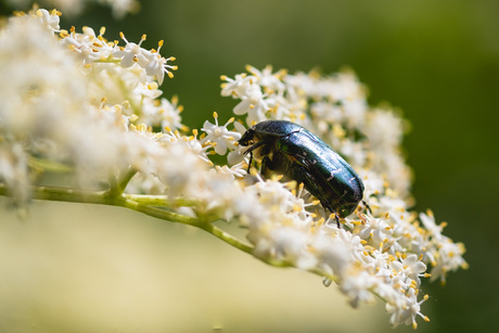 Gouden Tor op Vlierbloesem