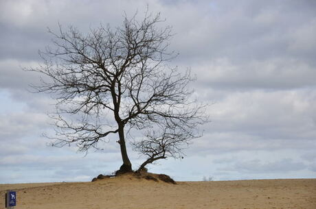 eenzame boom
