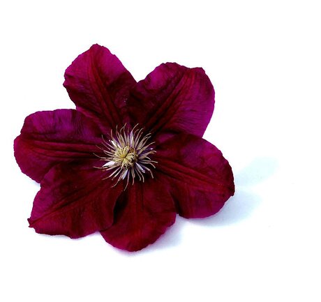 Clematis