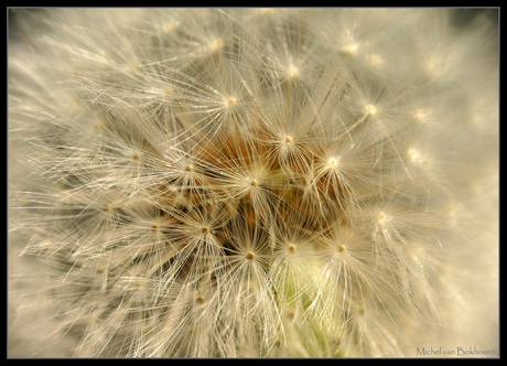 close up van een paardebloem