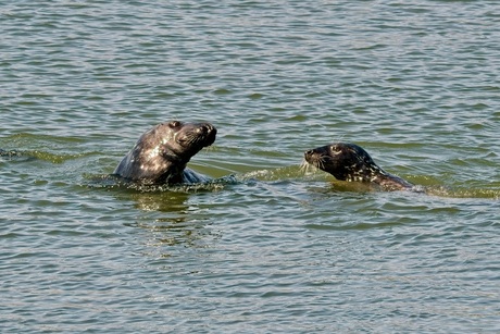 Brouwersdam… de grijze zeehonden