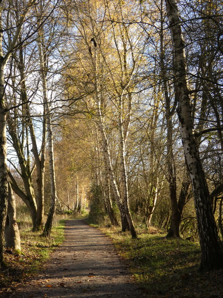 herfst in natuurpark