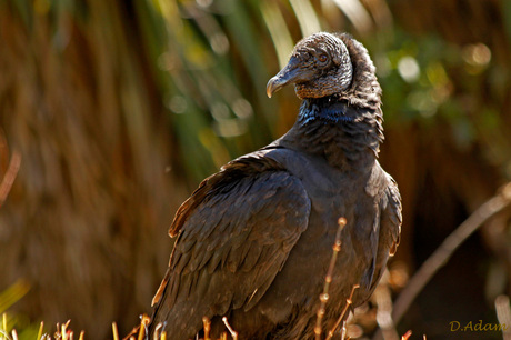 Black Vulture