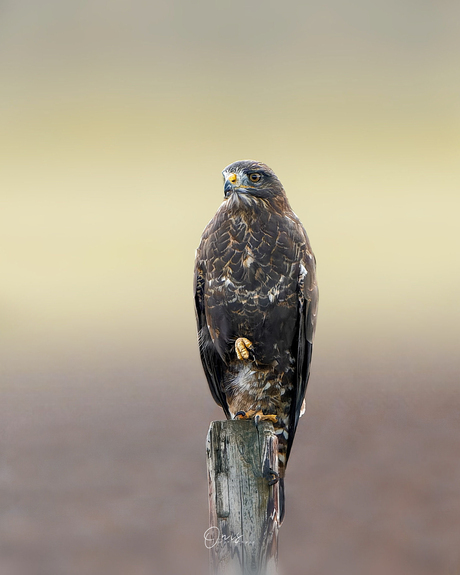 Buizerd