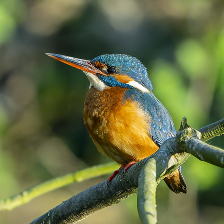 ijsvogel pose 