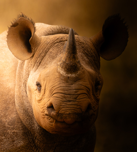 Black Rhino