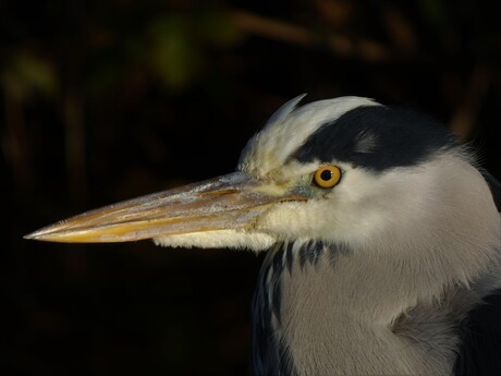 Super scherpe reiger