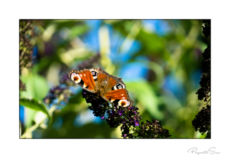vlinder-3
