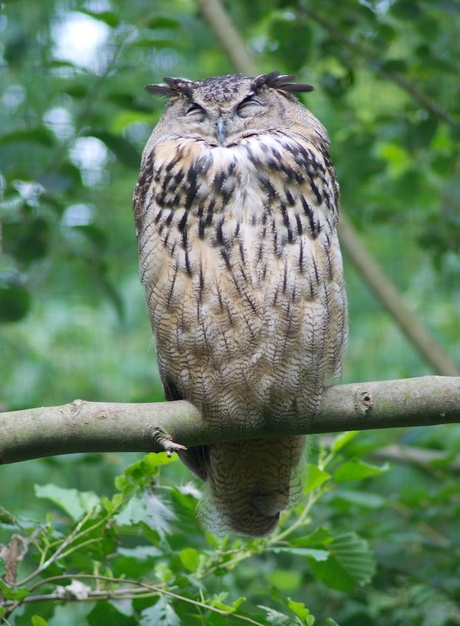 Owl Oehoe