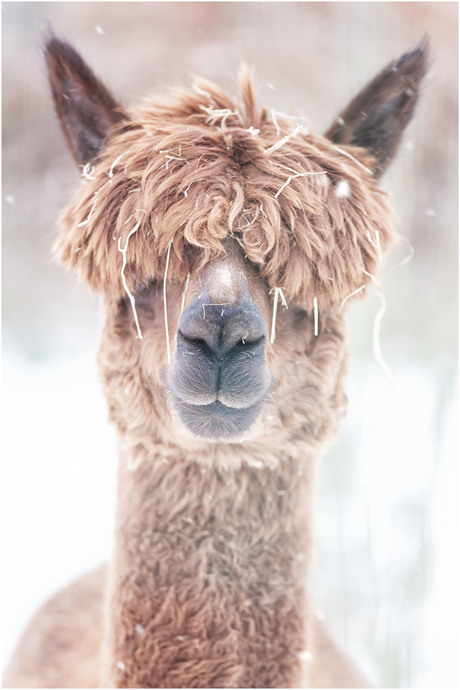 Snow-paca