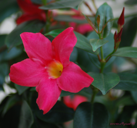 Dipladenia ... een zomer lang!