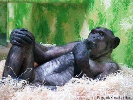Poserende chimpanzee