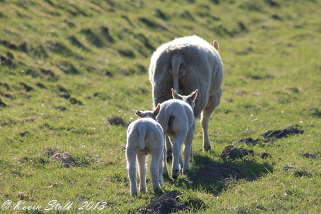 Follow the leader!