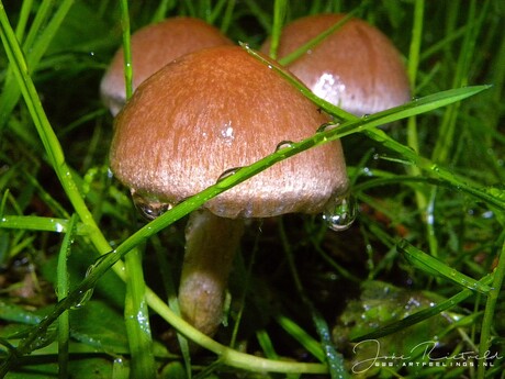 Paddestoel on de regen