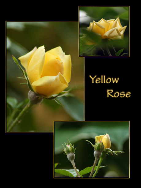 Yellow Rose