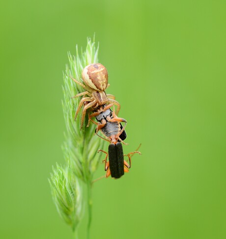 Het zal je maar gebeuren.