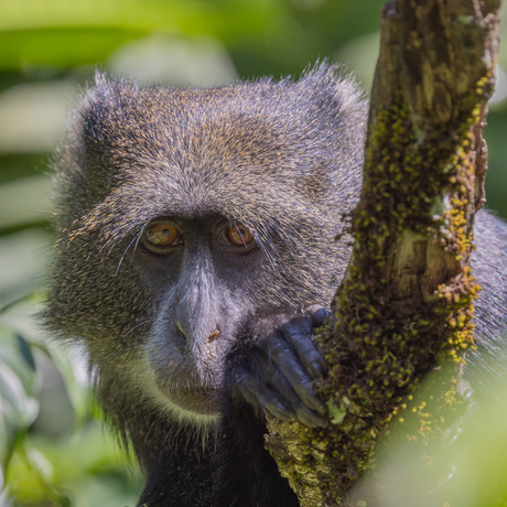 Blue Monkey speelt verstoppertje.....