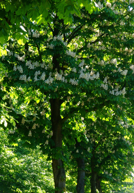 rijen bomen met bloesem