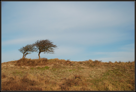 two trees