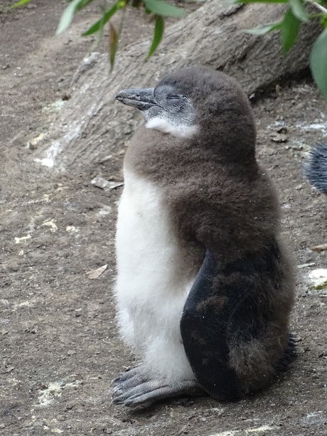 jonge pinquin geniet van de zon